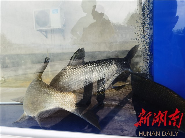 刘少军院士团队工作室落户浏阳乌龙渔场 岳麓山水产种业创新中心——乌龙渔场基地同时揭牌 刘少军院士团队工作室落户浏阳乌龙渔场 岳麓山水产种业创新中心——乌龙渔场基地同时揭牌