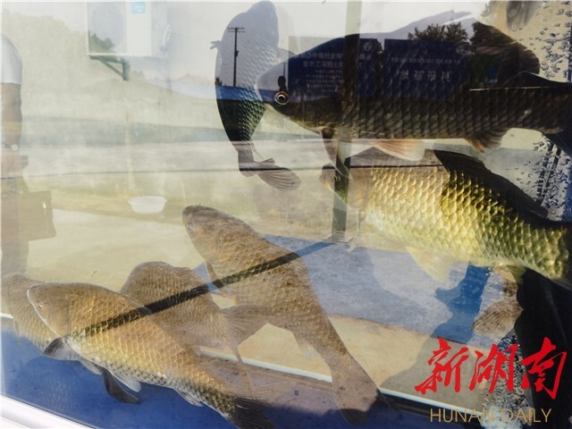 刘少军院士团队工作室落户浏阳乌龙渔场 岳麓山水产种业创新中心——乌龙渔场基地同时揭牌 刘少军院士团队工作室落户浏阳乌龙渔场 岳麓山水产种业创新中心——乌龙渔场基地同时揭牌